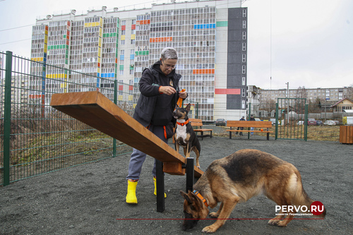 Площадка для выгула собак